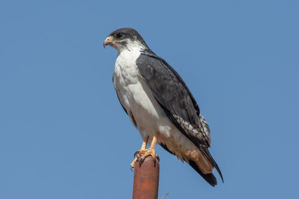 Augur Buzzard