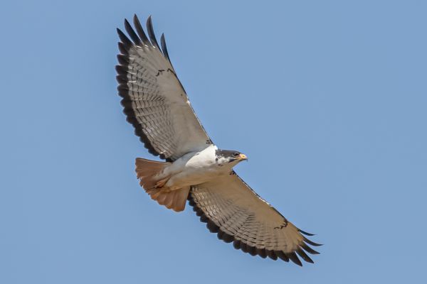 Augur Buzzard