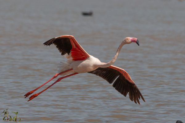 Greater Flamingo