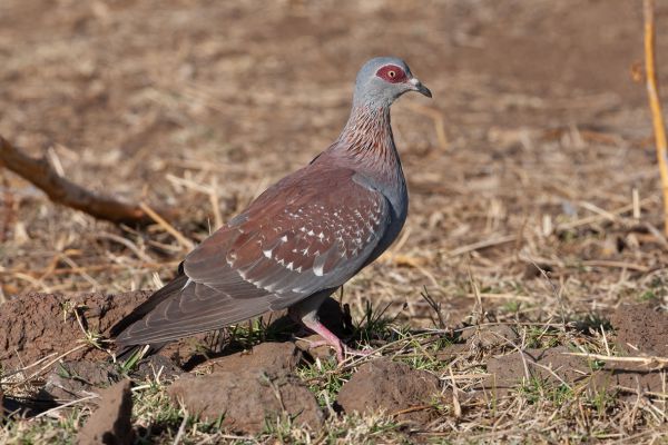 Speckled Pigeon 