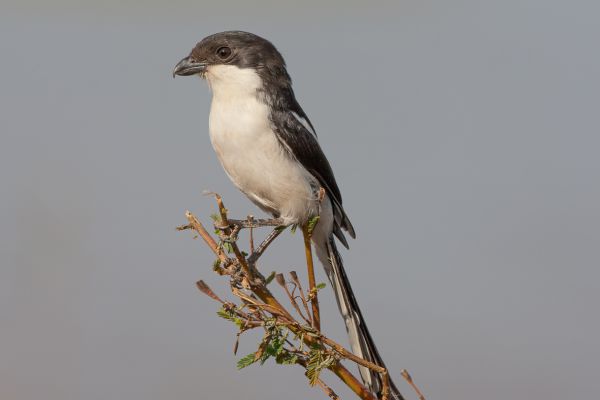 Northern Fiscal
