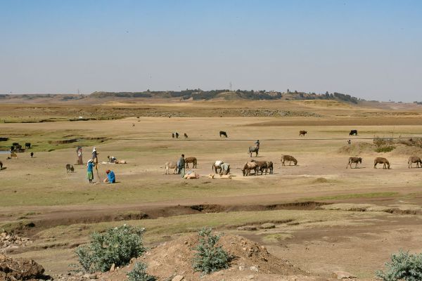Grain harvest trading
