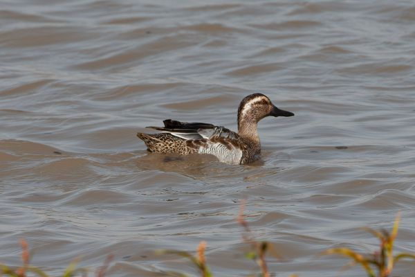 Garganey