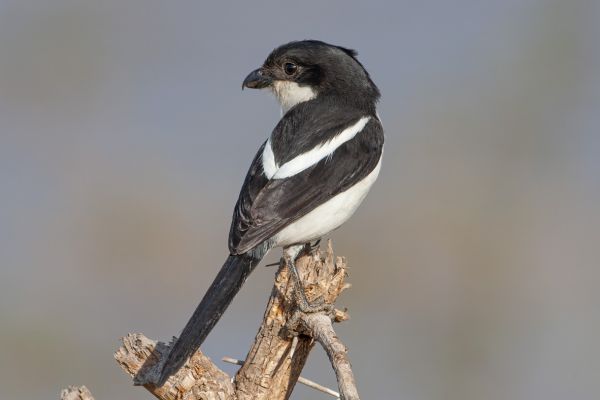 Southern Fiscal