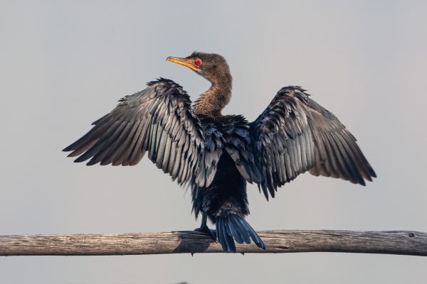 Long-tailed Cormorant