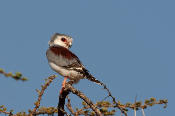 Pygmy Falcon