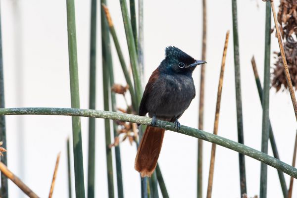 African Paradise-Flycatcher 