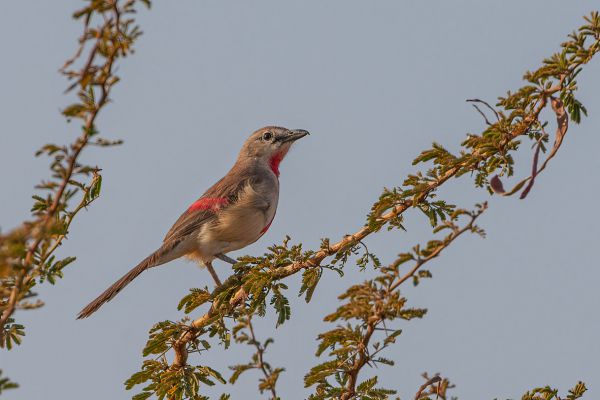 Fiery-breasted Bushshrike