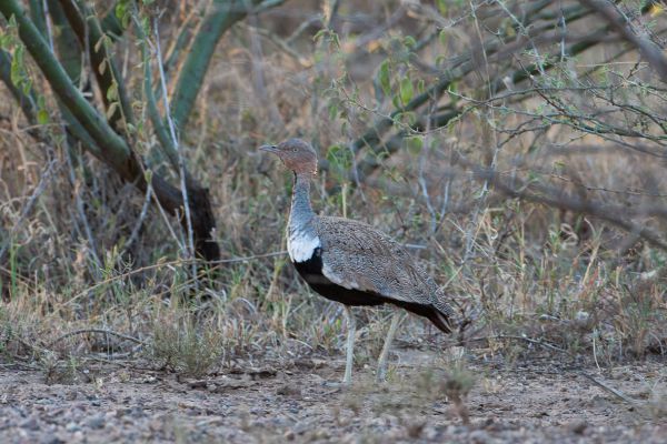 Buff-crested Bustard
