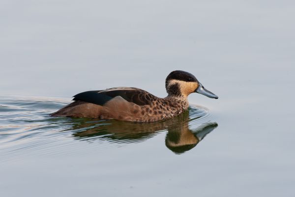 Blue-billed Teal