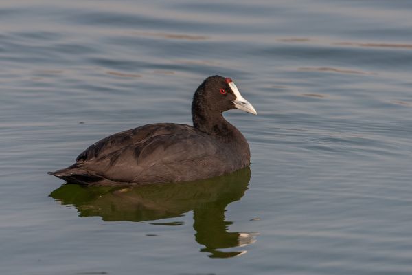 Red-knobbed Coot 