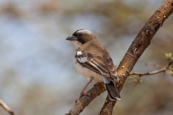 White-browed Sparrow-Weaver