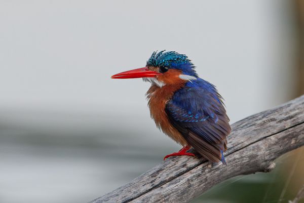 Malachite Kingfisher