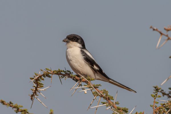 Northern Fiscal