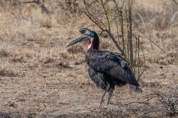Abyssinian Ground-Hornbill