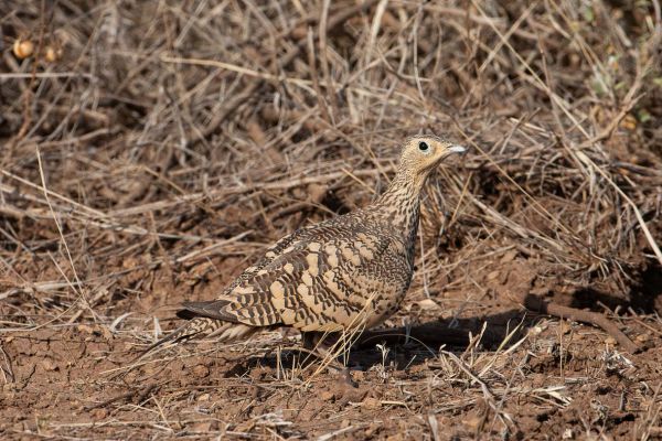 Chestnut-bellied Sandgrouse