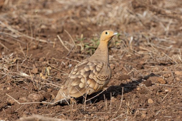 Chestnut-bellied Sandgrouse