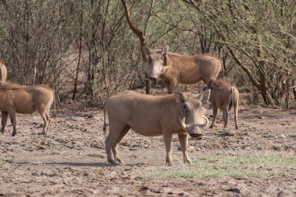 Common warthog
