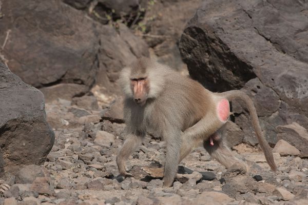 Baboon