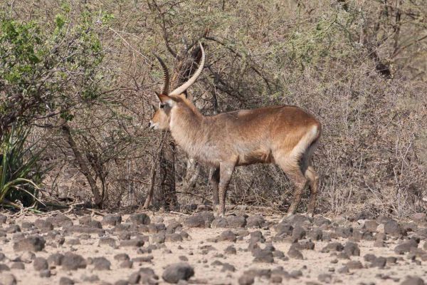 Waterbuck