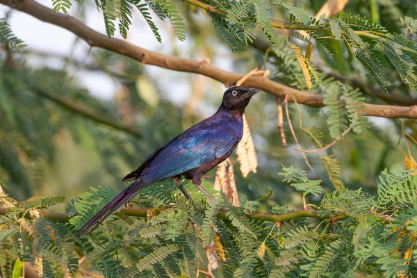 Rueppell's Glossy-Starling 