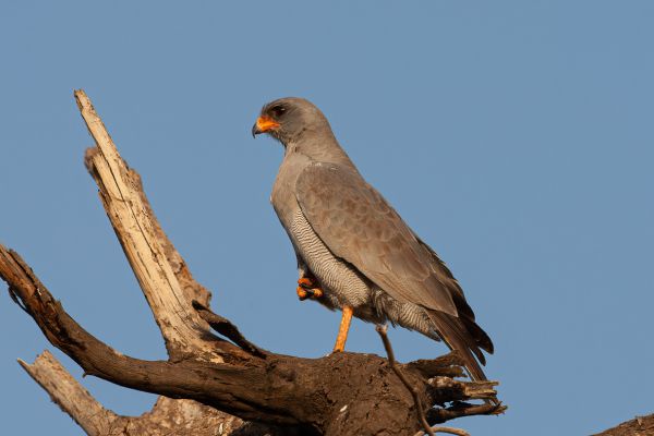 Dark Chanting-Goshawk