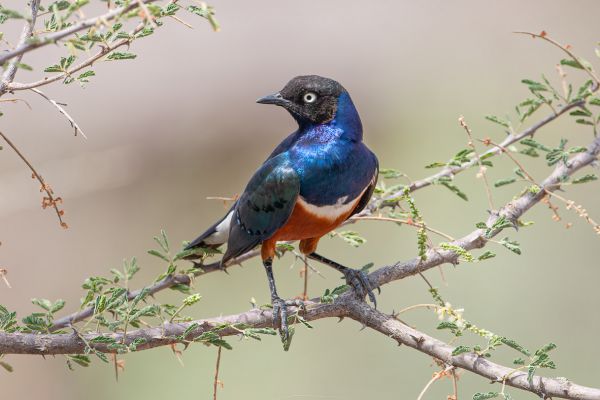 Superb Starling