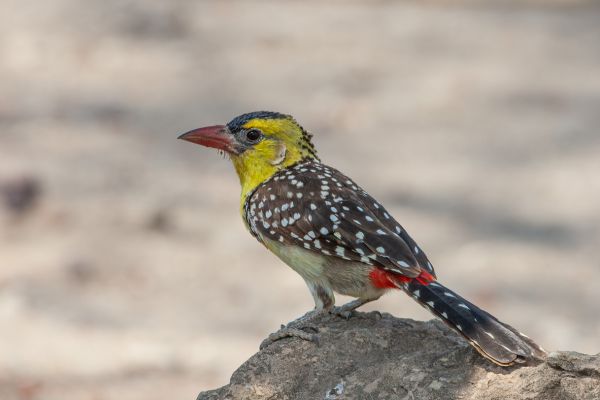 Yellow-breasted Barbet