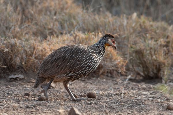 Yellow-necked Spurfowl