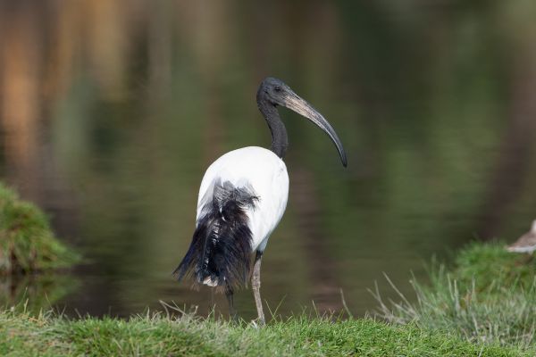 Sacred Ibis
