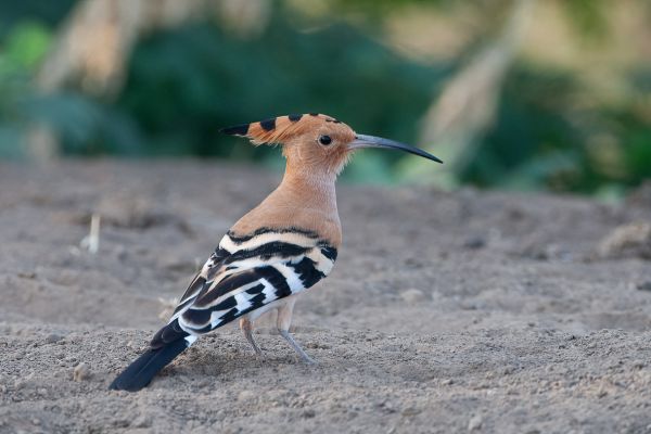 Eurasian Hoopoe