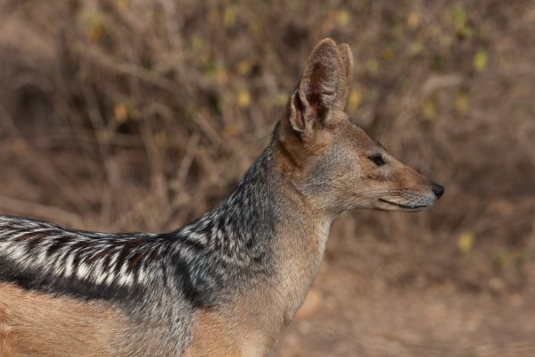 Black-backed jackal