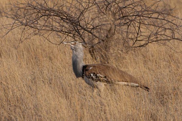 Kori Bustard