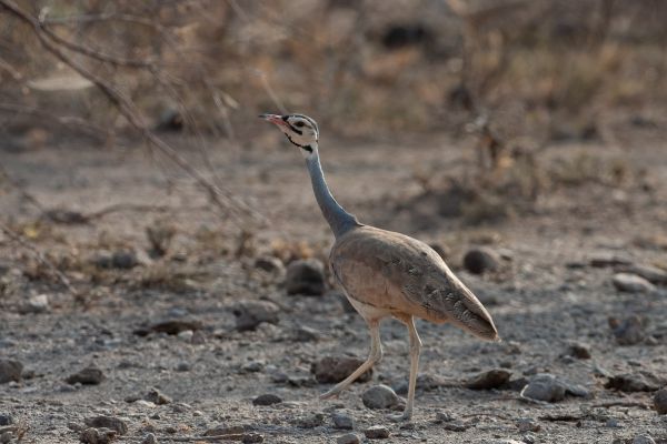 White-bellied Bustard