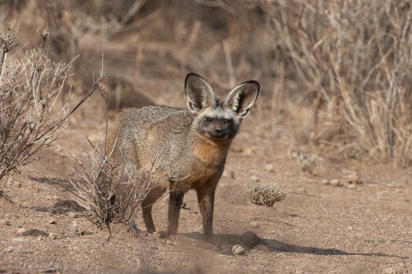 bat - eared vos