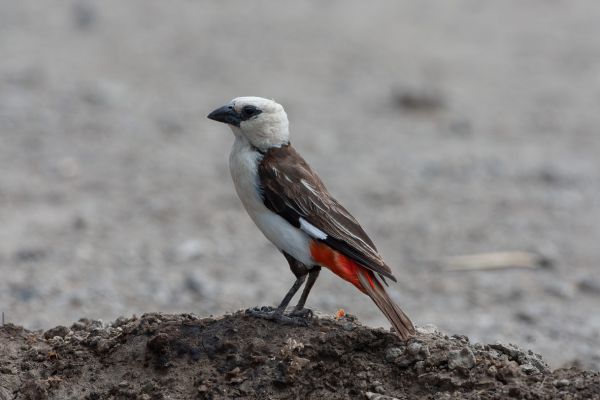 White-headed Buffalo-Weaver