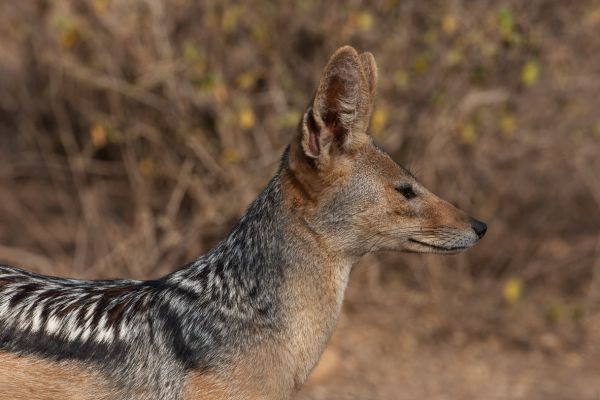 Black-backed jackal