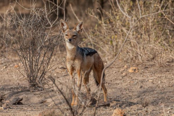 Black-backed jackal