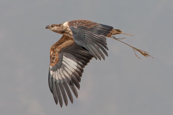 African Fish-Eagle (juvenile)