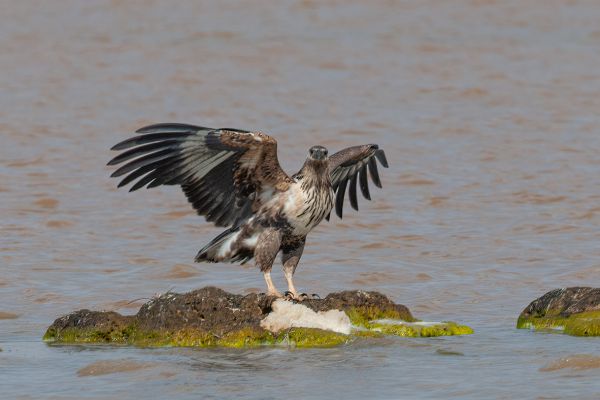 African Fish-Eagle (juvenile)