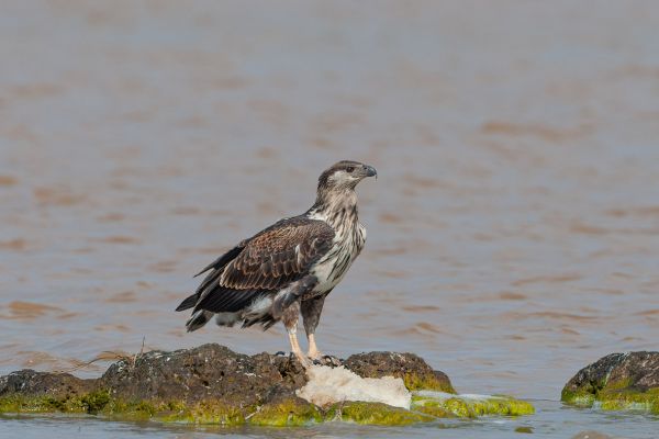 African Fish-Eagle (juvenile)