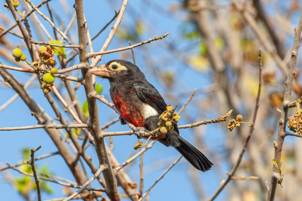 Double-toothed Barbet