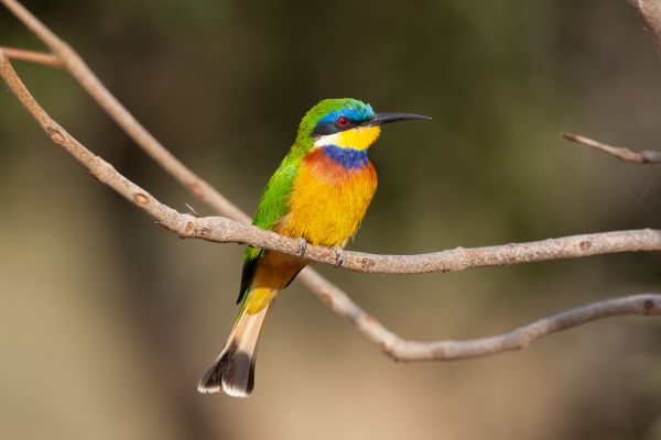 Ethiopian Bee-eater