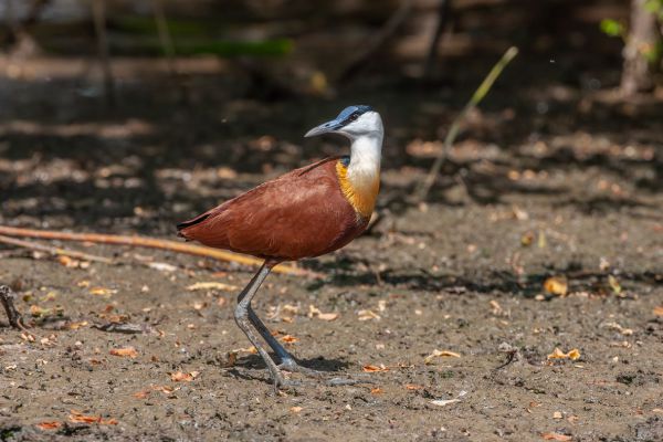 African Jacana