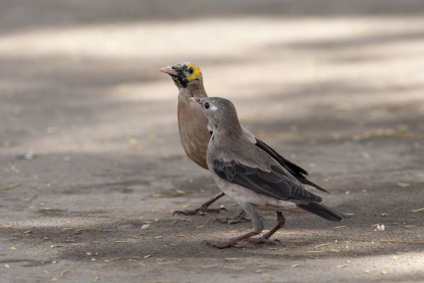 Wattled Starling