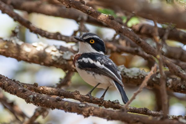 Eastern Black-headed Batis