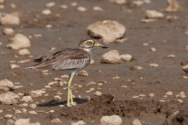 Senegal Thick-knee