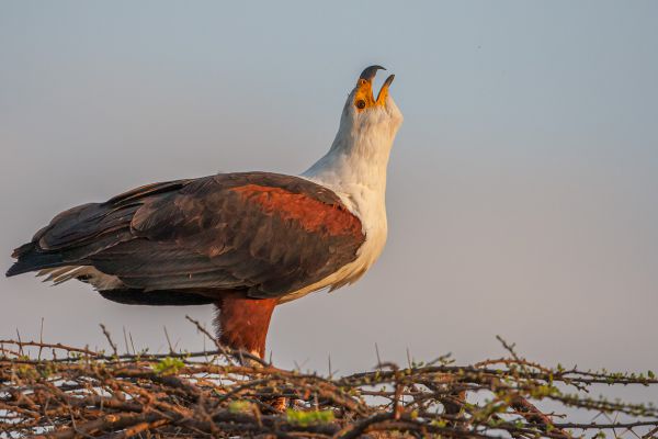 African Fish-Eagle 
