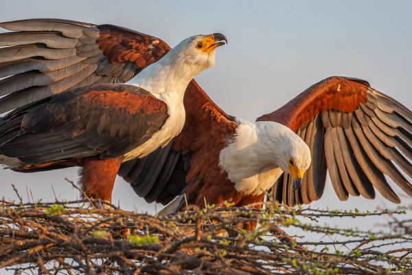 African Fish-Eagle 