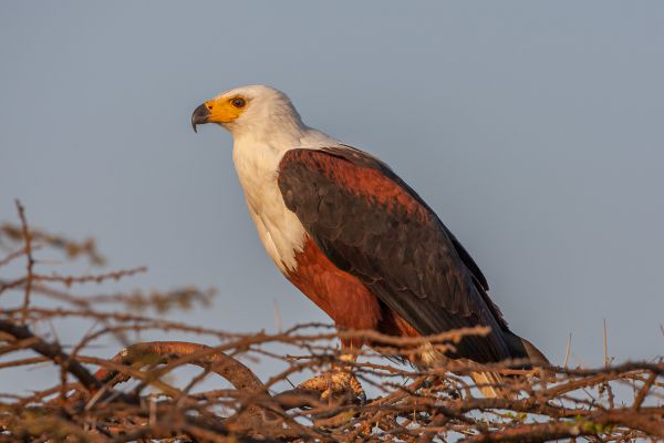 African Fish-Eagle 